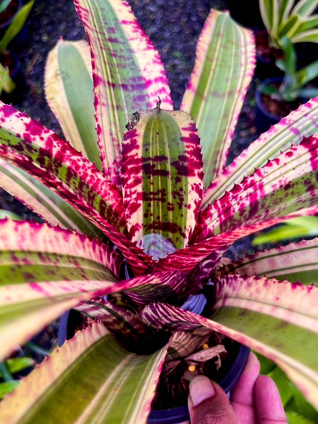 Andre Bauchant、PAYSAGE、海外版超希少レゾネ Neoregelia 'Black Opal'｜ネオレゲリアの一株｜SHOUCHIKU-EN