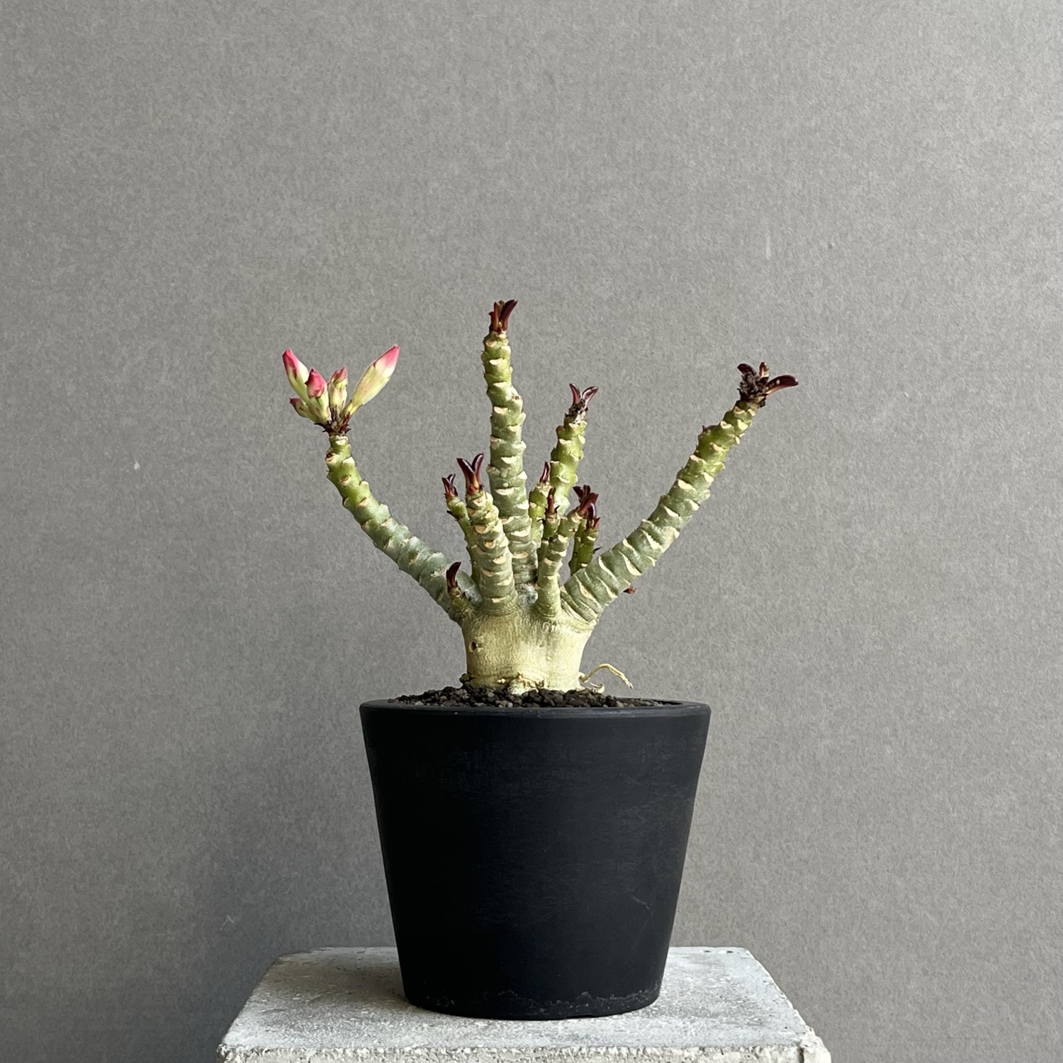 アデニウム メデューサ DHA 獅子葉 Adenium Medusa Dorset Horn｜塊根