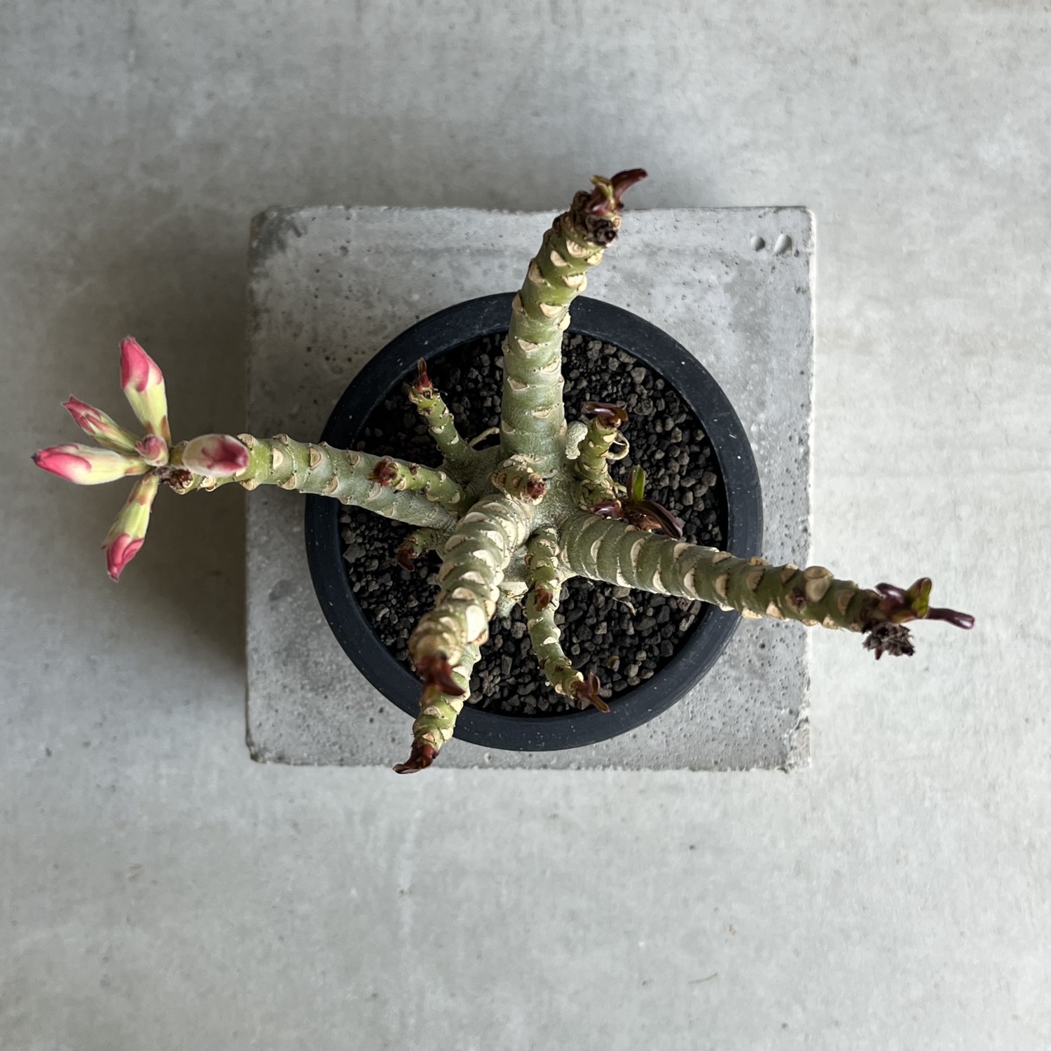 アデニウム メデューサ DHA 獅子葉 Adenium Medusa Dorset Horn｜塊根