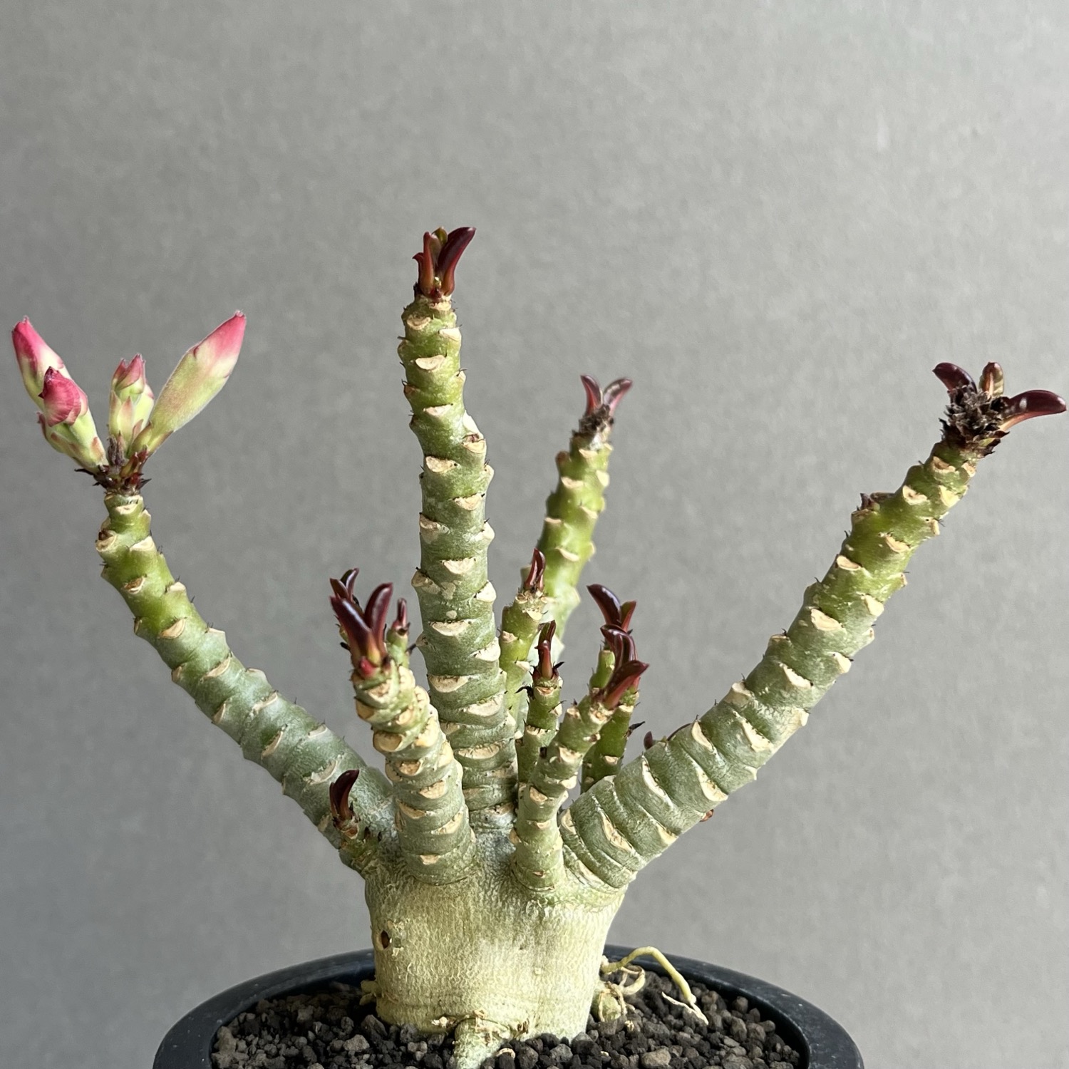 アデニウム メデューサ DHA 獅子葉 Adenium Medusa Dorset Horn｜塊根