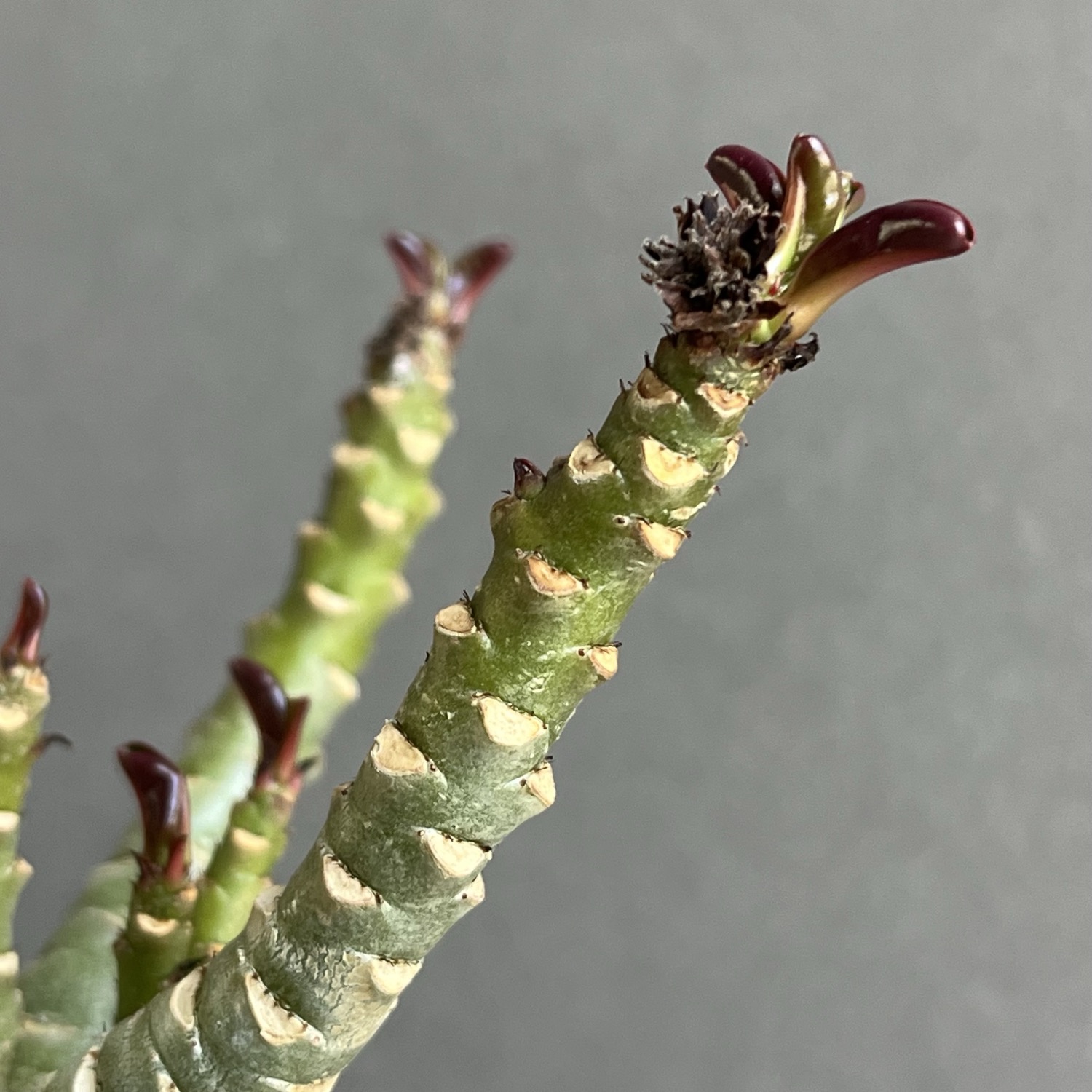 アデニウム メデューサ DHA 獅子葉 Adenium Medusa Dorset Horn｜塊根
