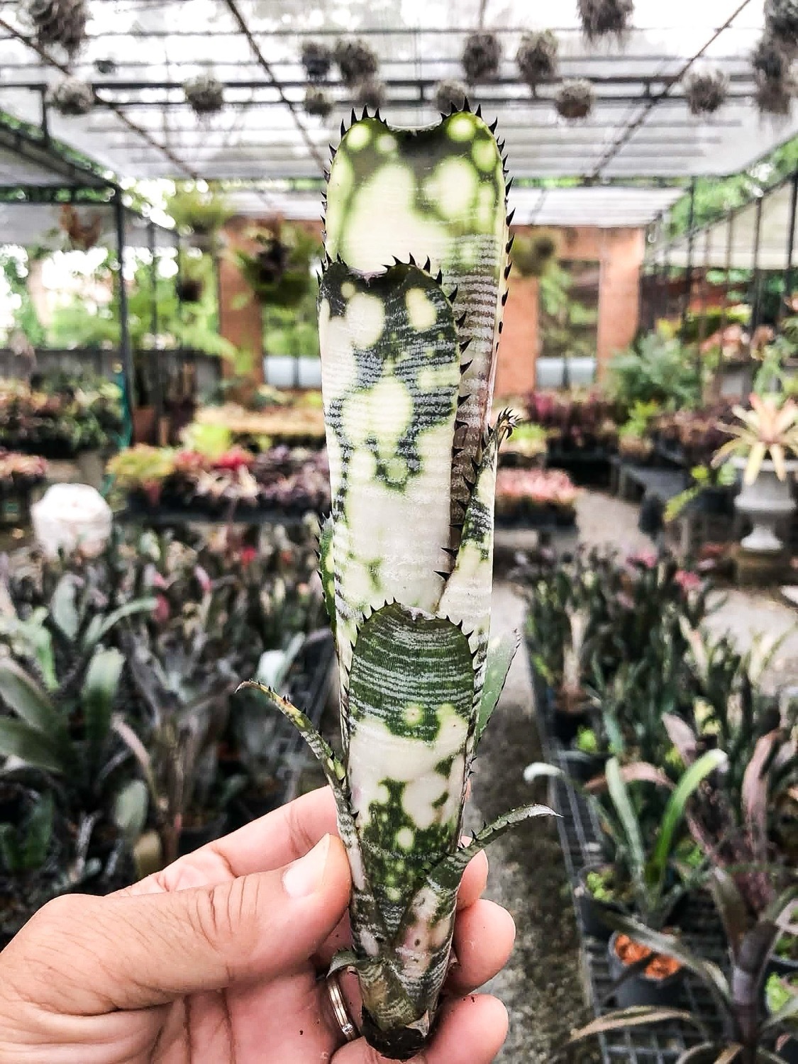 ビルベルギア ドミンゴスマーティンス｜Billbergia タンクブロメリア