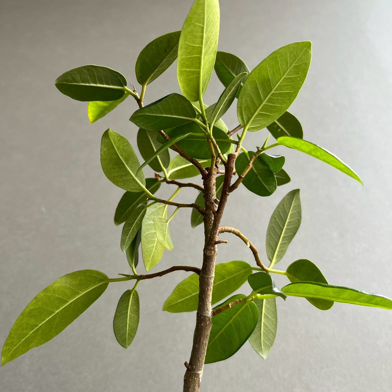 フィカス フランスゴムの木 カービング｜曲線美が魅力の観葉植物・YON
