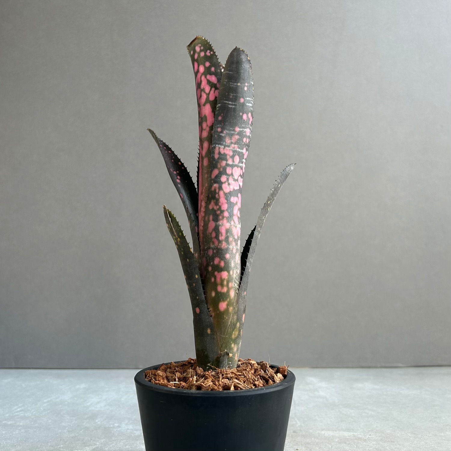 ビルベルギア インセンディアリーデライト① 抜き苗 タンクブロメリア 観葉植物 ビルベルギア インセンディアリーデライト｜Billbergia Incendiary