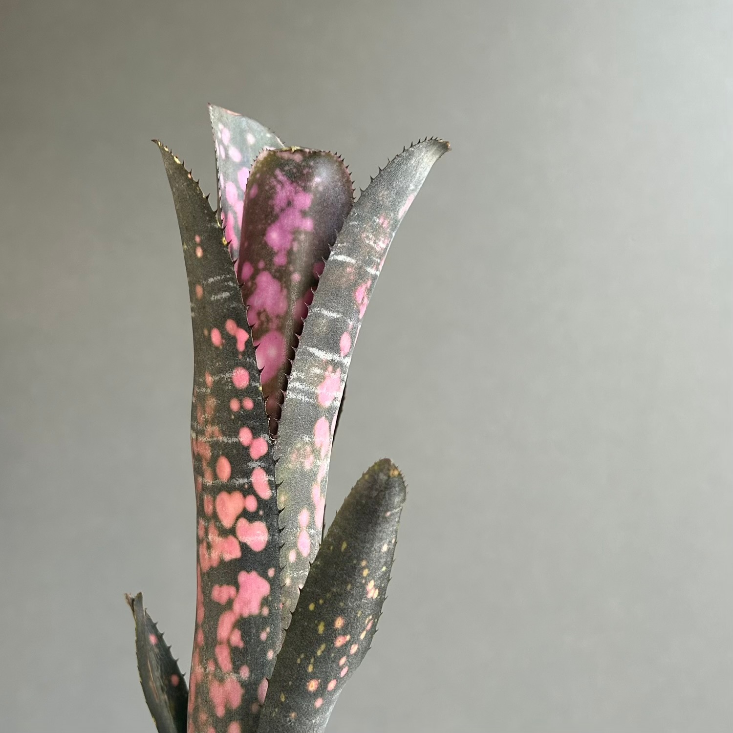 ビルベルギア インセンディアリーデライト｜Billbergia Incendiary