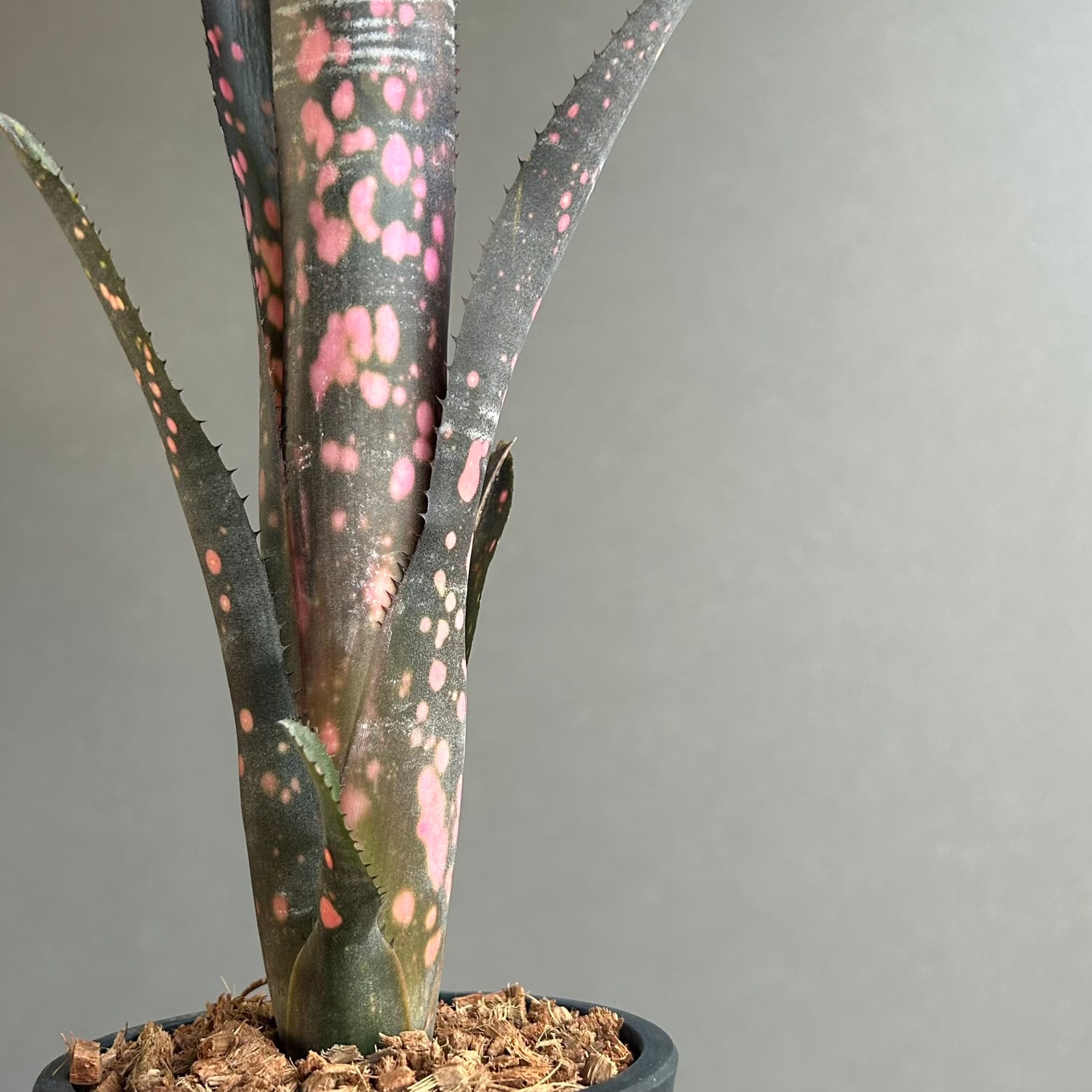 ビルベルギア インセンディアリーデライト｜Billbergia Incendiary