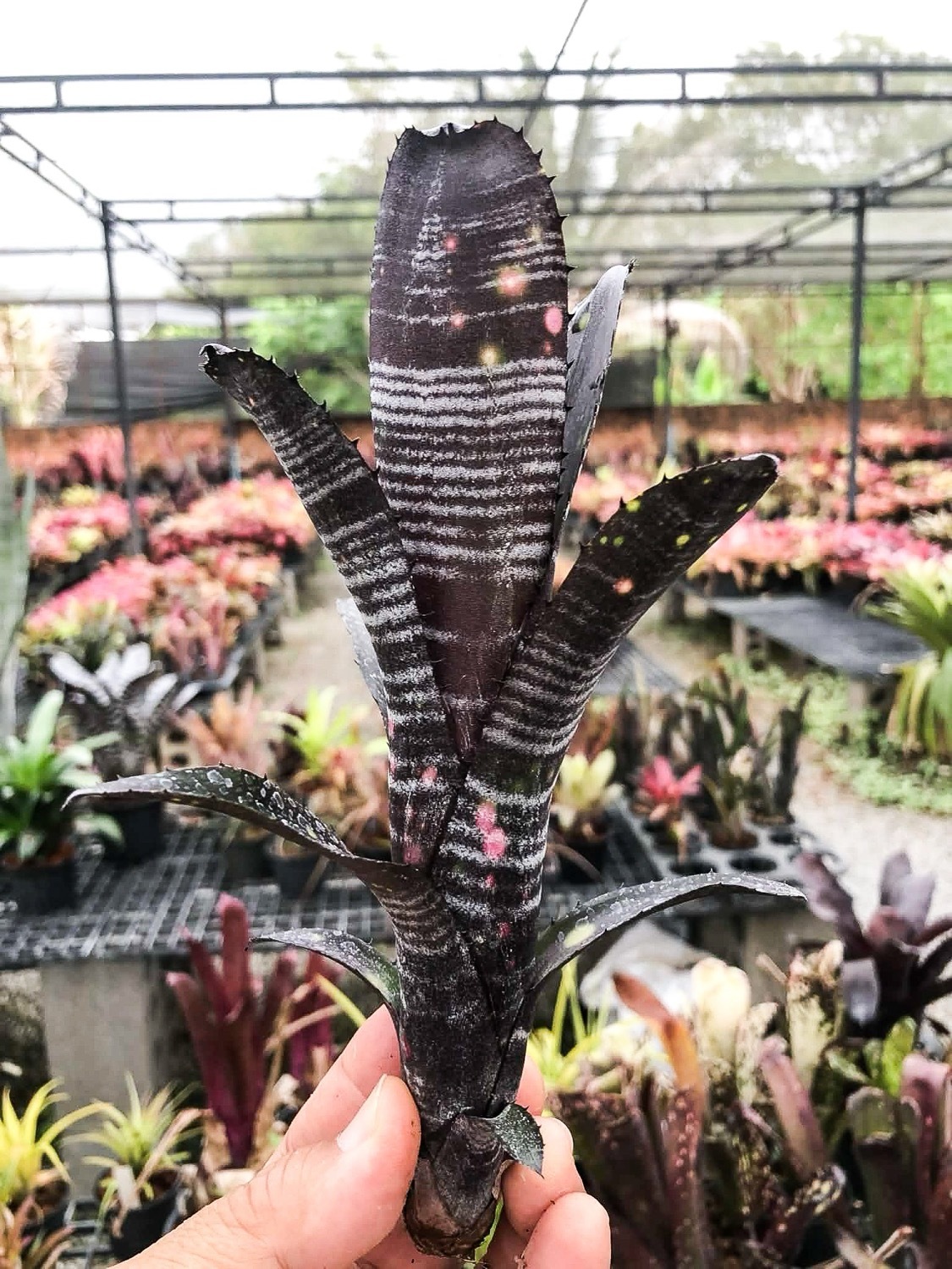 ブロメリア　billbergia 'little black' m*s様 ブロメリア billbergia little black - メルカリ