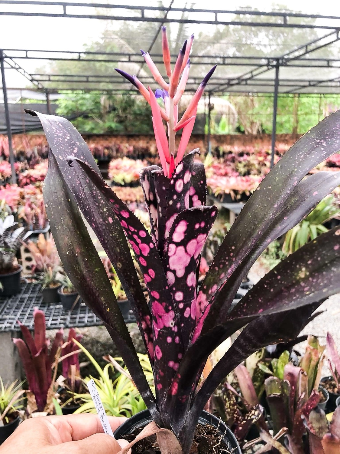 ビルベルギア ブラックパンサー｜Billbergia Toneprai Black Panther