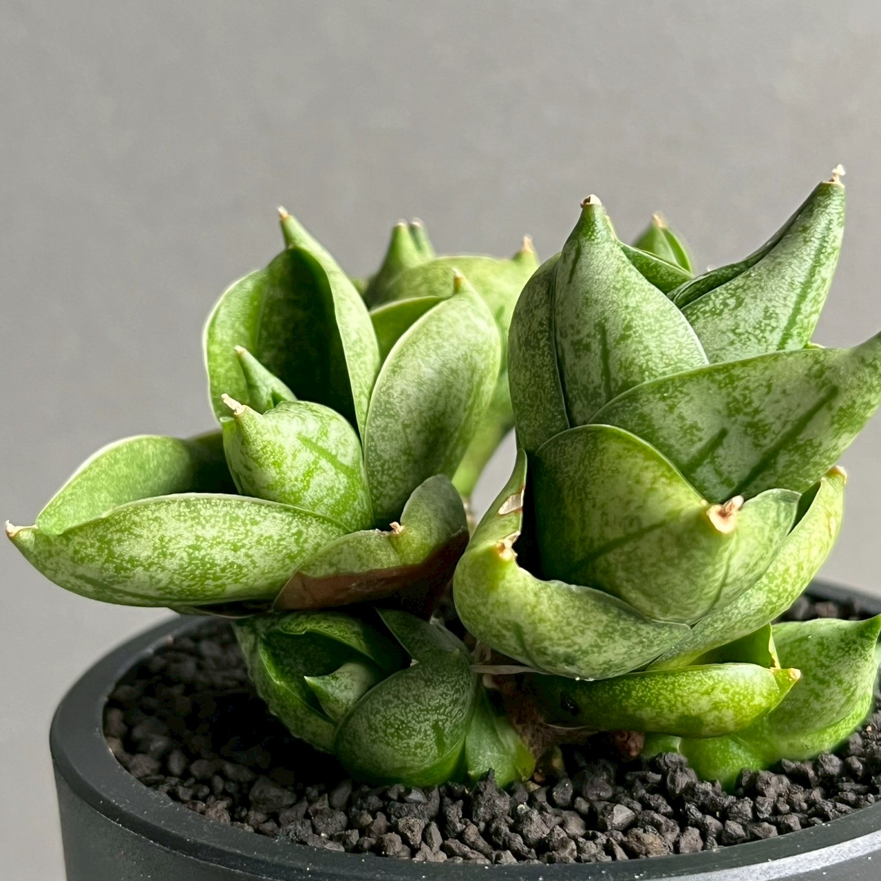 サンセベリア タム タミ by Unyamanee Garden Sansevieria Tamu Tami