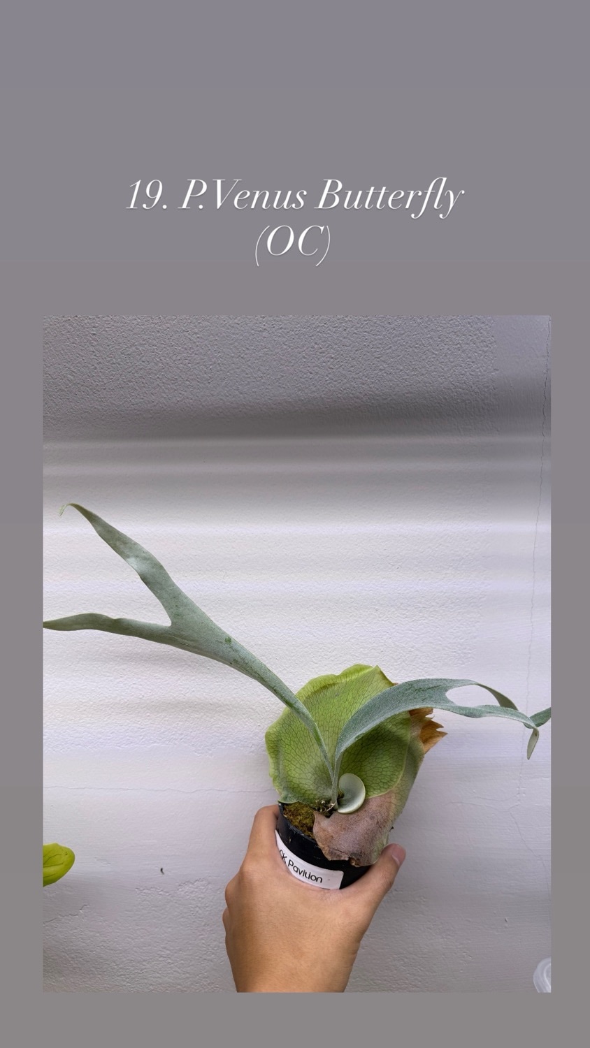 Billbergia Stardust 子株付き ビカクシダ ヴィーナス バタフライ（子株）｜Platycerium Venus