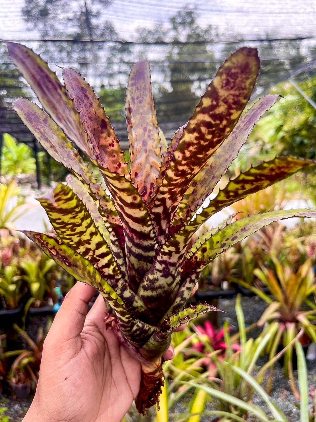 Aechmea 'Pickaniny' Black type｜エクメアの一株｜SHOUCHIKU-EN