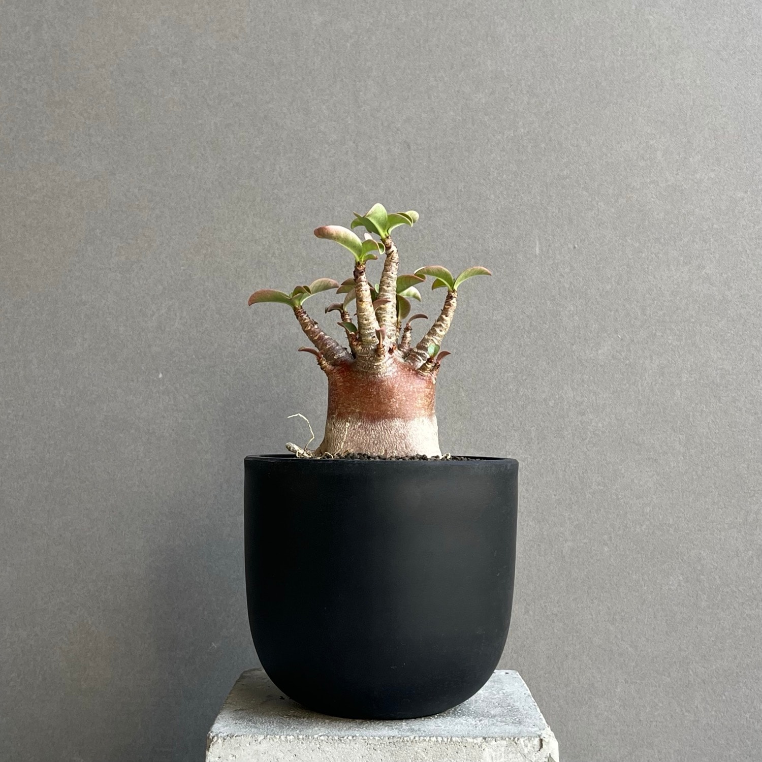アデニウム アラビカム スーパードワーフ ブラック Adenium arabicum