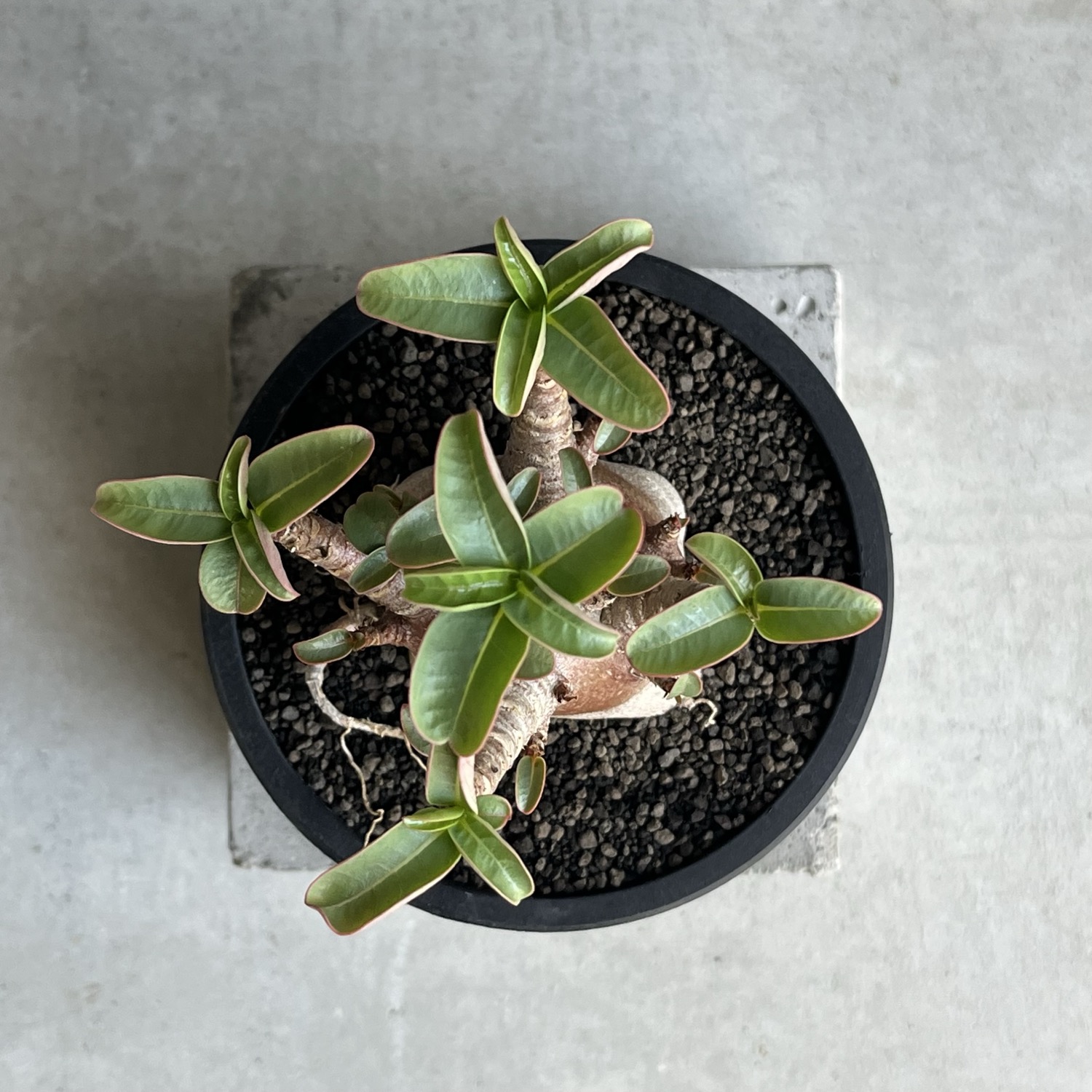 アデニウム アラビカム スーパードワーフ ブラック Adenium arabicum