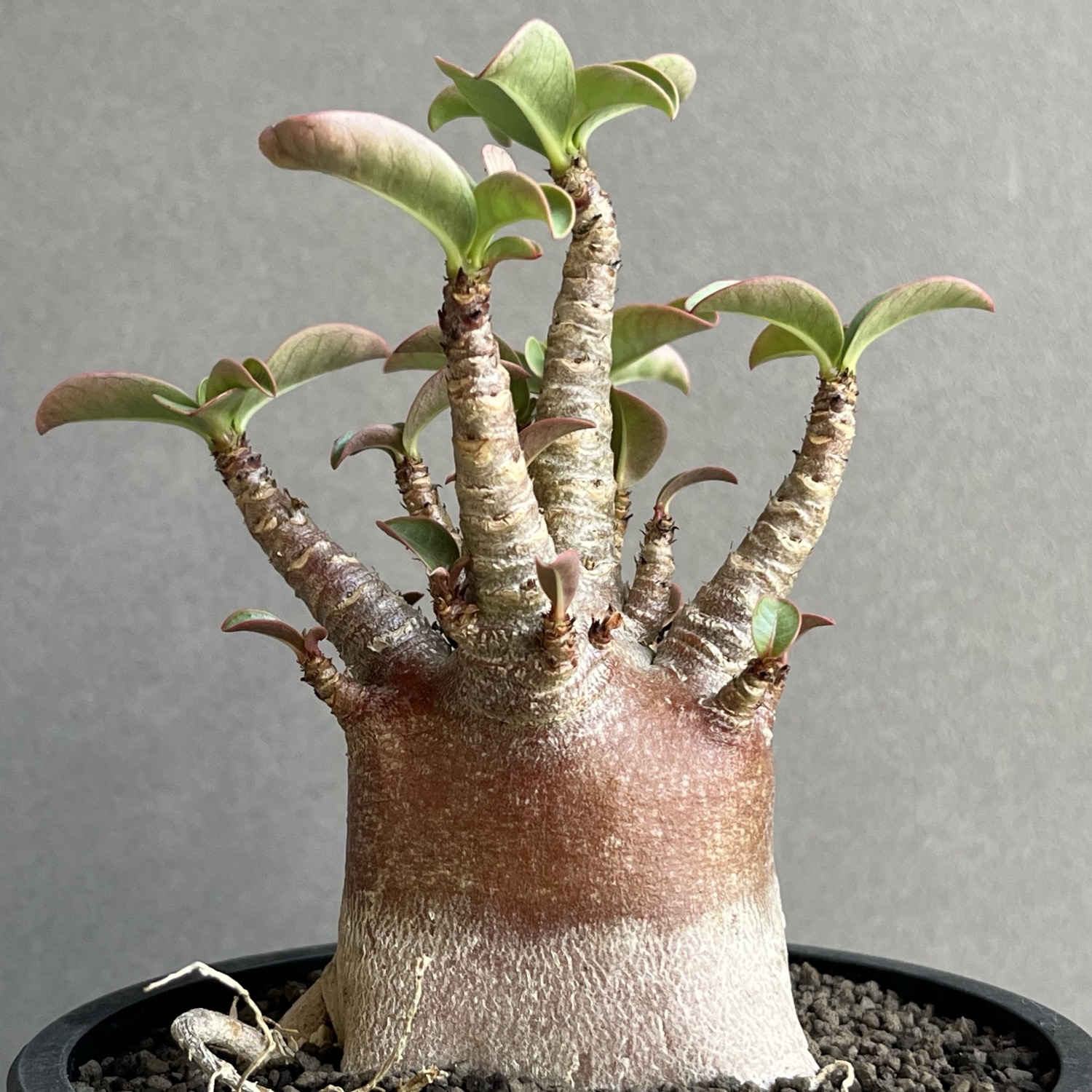 アデニウム アラビカム スーパードワーフ ブラック Adenium arabicum