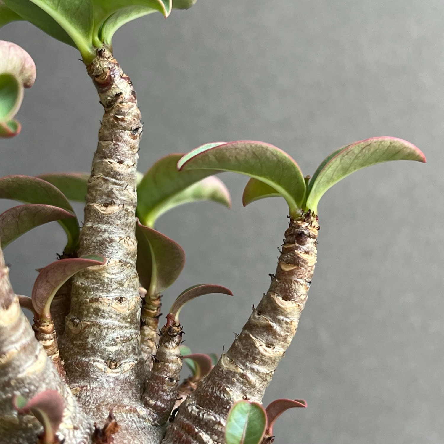 アデニウム アラビカム スーパードワーフ ブラック Adenium arabicum