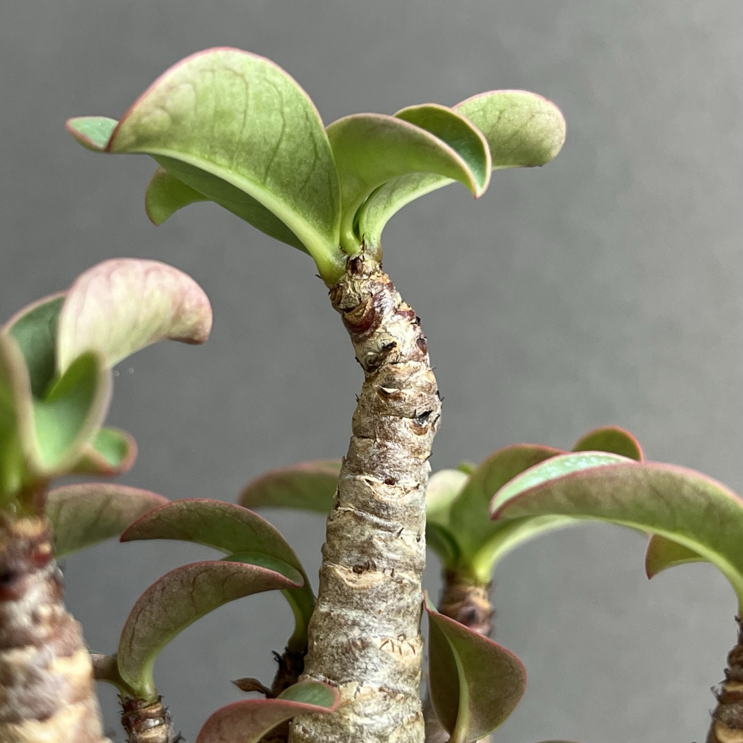 アデニウム アラビカム スーパードワーフ ブラック Adenium arabicum