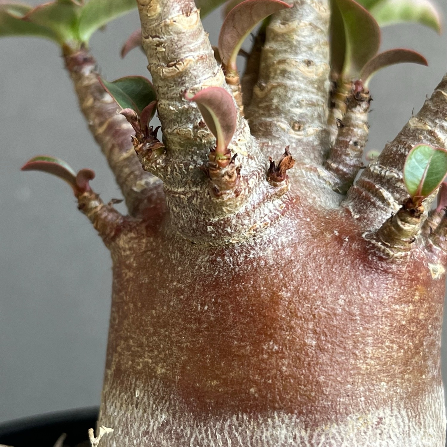 アデニウム アラビカム スーパードワーフ ブラック Adenium arabicum