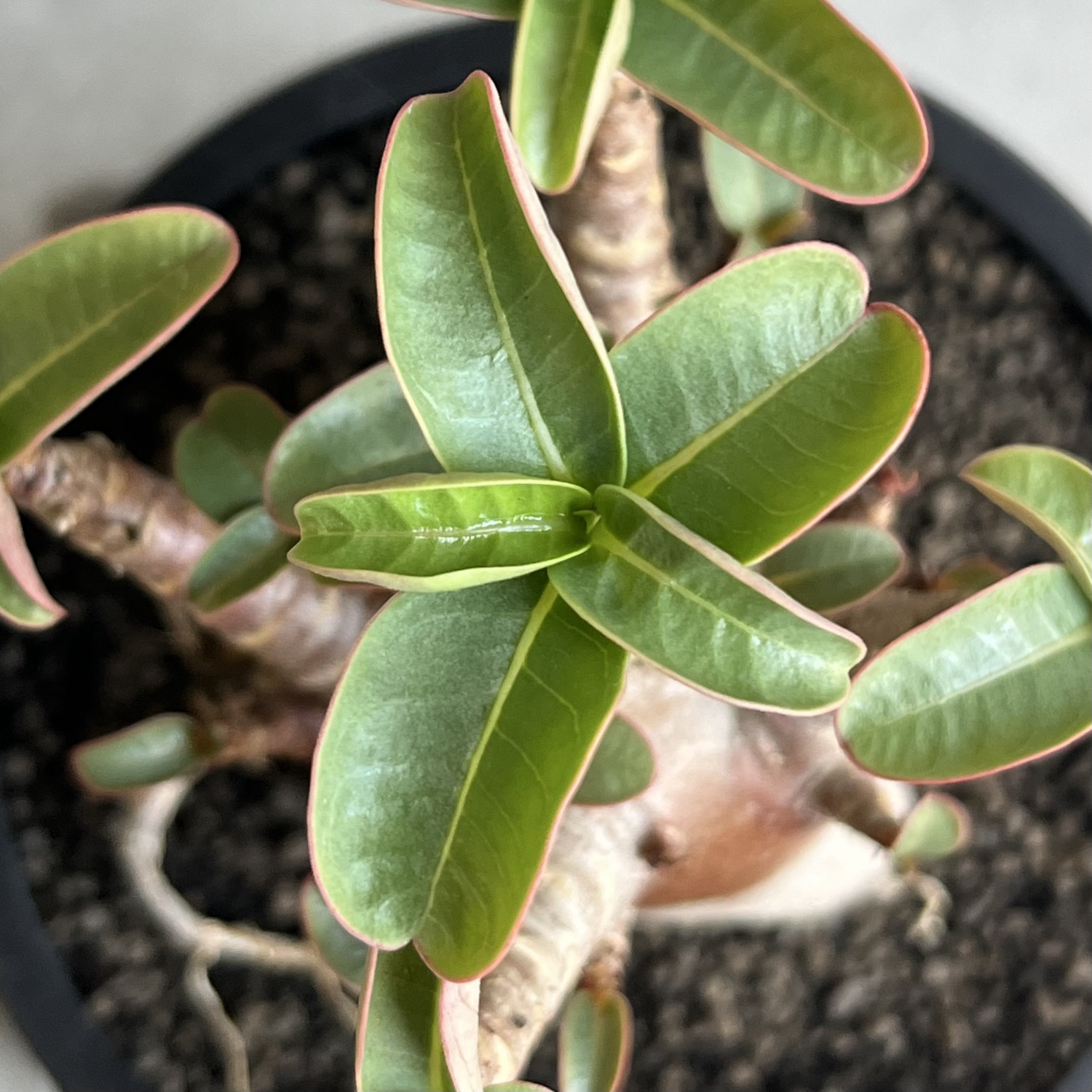アデニウム アラビカム スーパードワーフ ブラック Adenium arabicum