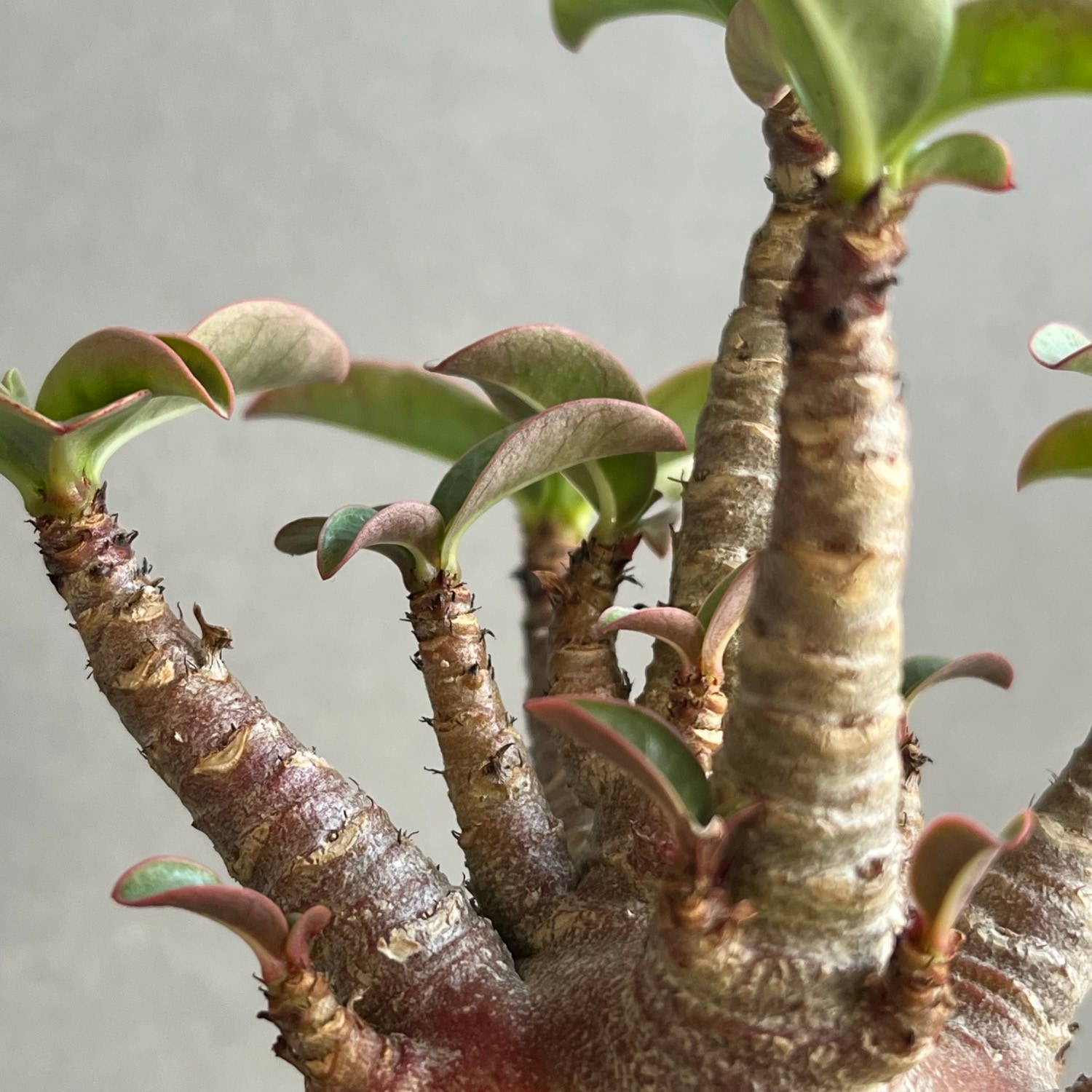 アデニウム アラビカム スーパードワーフ ブラック Adenium arabicum