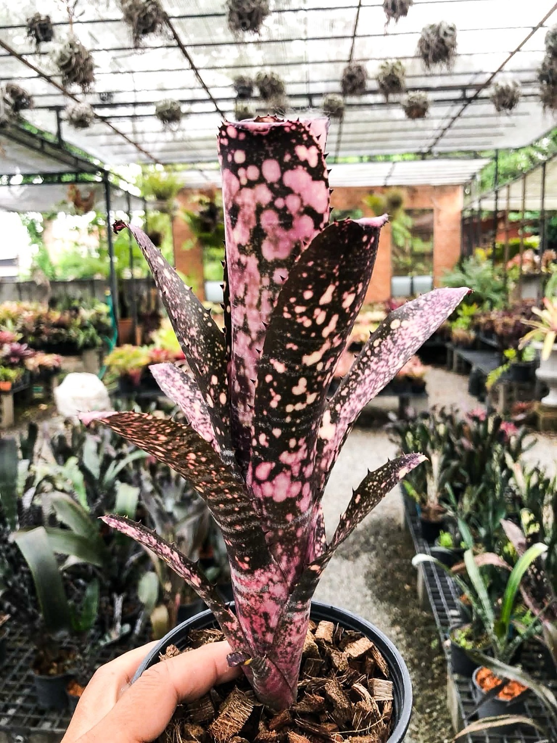 ビルベルギア ファイヤーアンドアイス｜Billbergia Toneprai Fire and