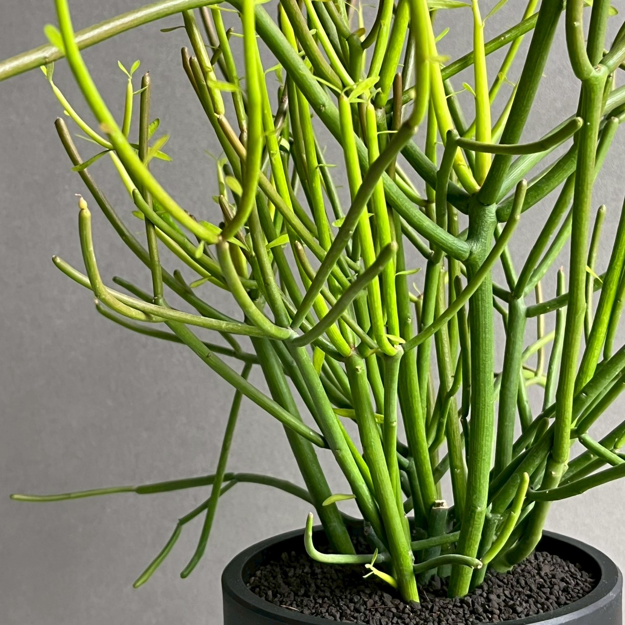 ミルクブッシュ Euphorbia tirucalli｜スタイリッシュな樹形が魅力の