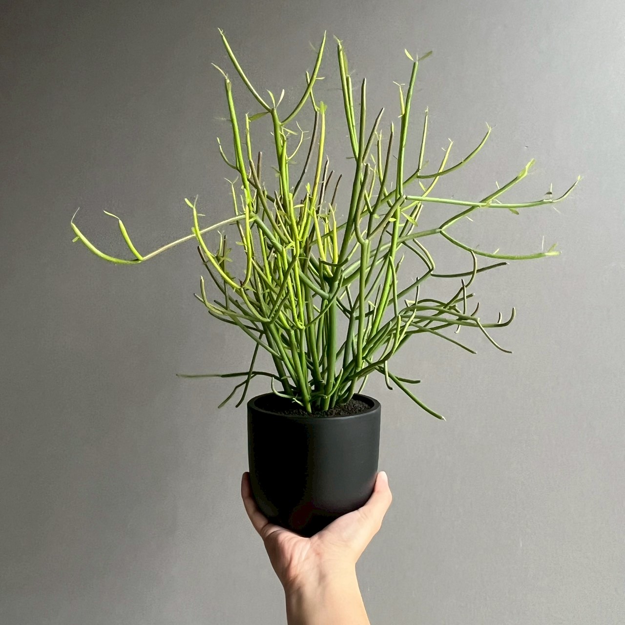 ミルクブッシュ Euphorbia tirucalli｜スタイリッシュな樹形が魅力の