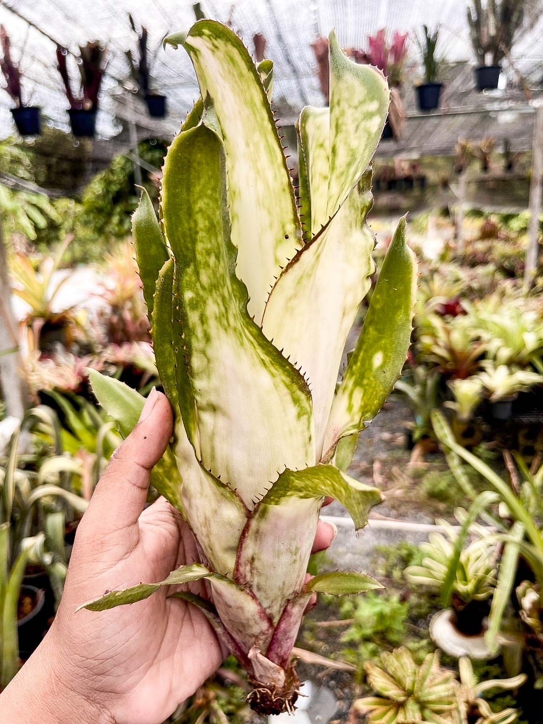 ビルベルギア　アラカイ　エクメア　ネオレゲリア　ケスネリア 718 Billbergia 'Purple Haze' × 'Alaka'i'｜ビルベルギアの一株｜SHOUCHIKU-EN