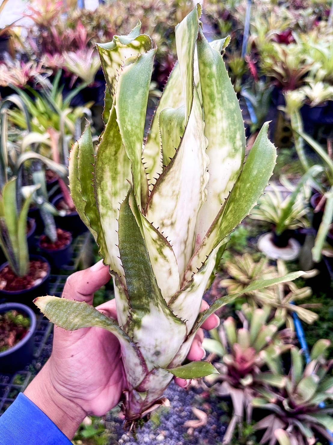 Billbergia 'Purple Haze' × 'Alaka'i'｜ビルベルギアの一株｜SHOUCHIKU-EN