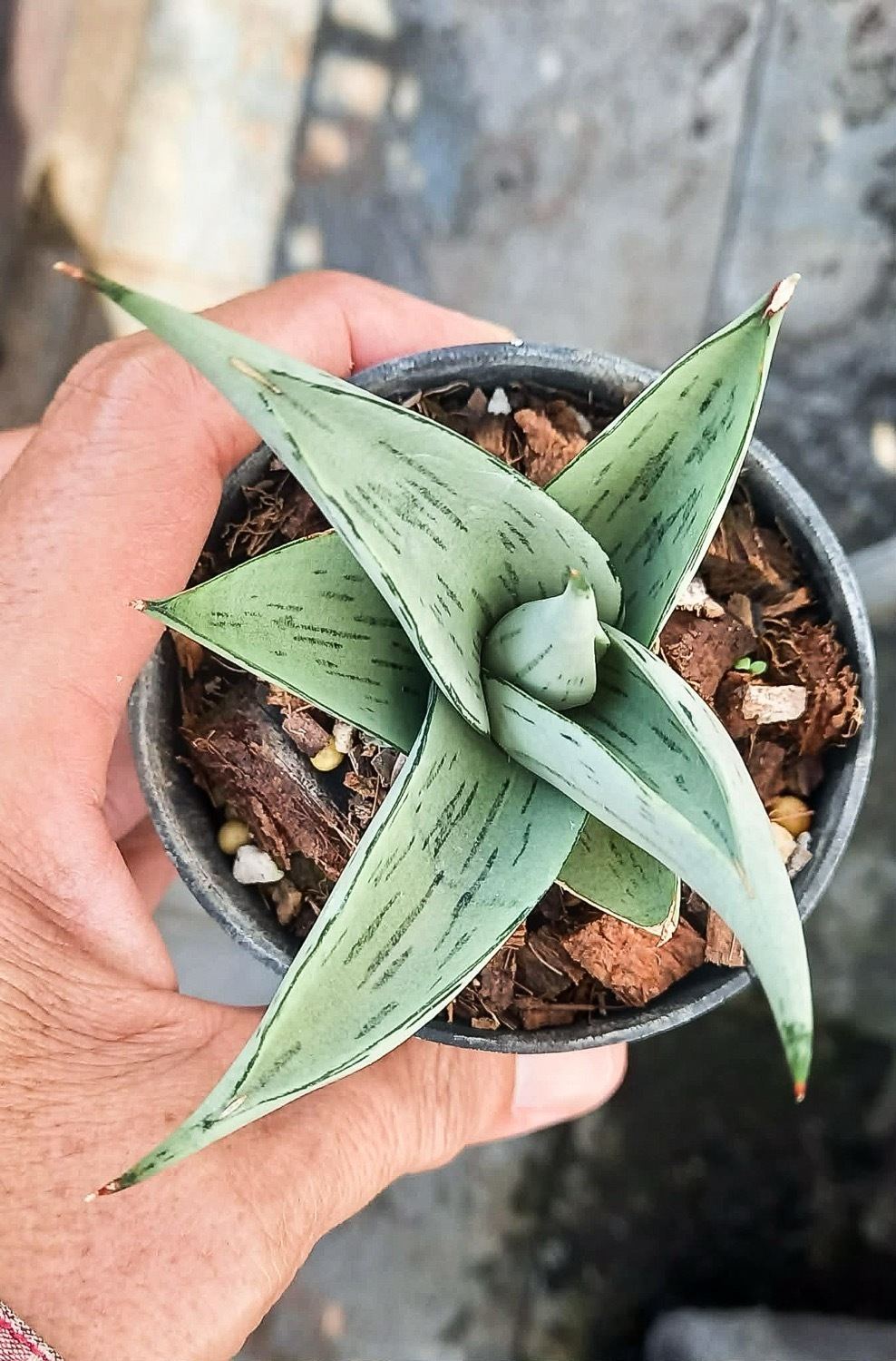 予約販売】サンセベリア(サンスベリア) シルバー スケール Sansevieria
