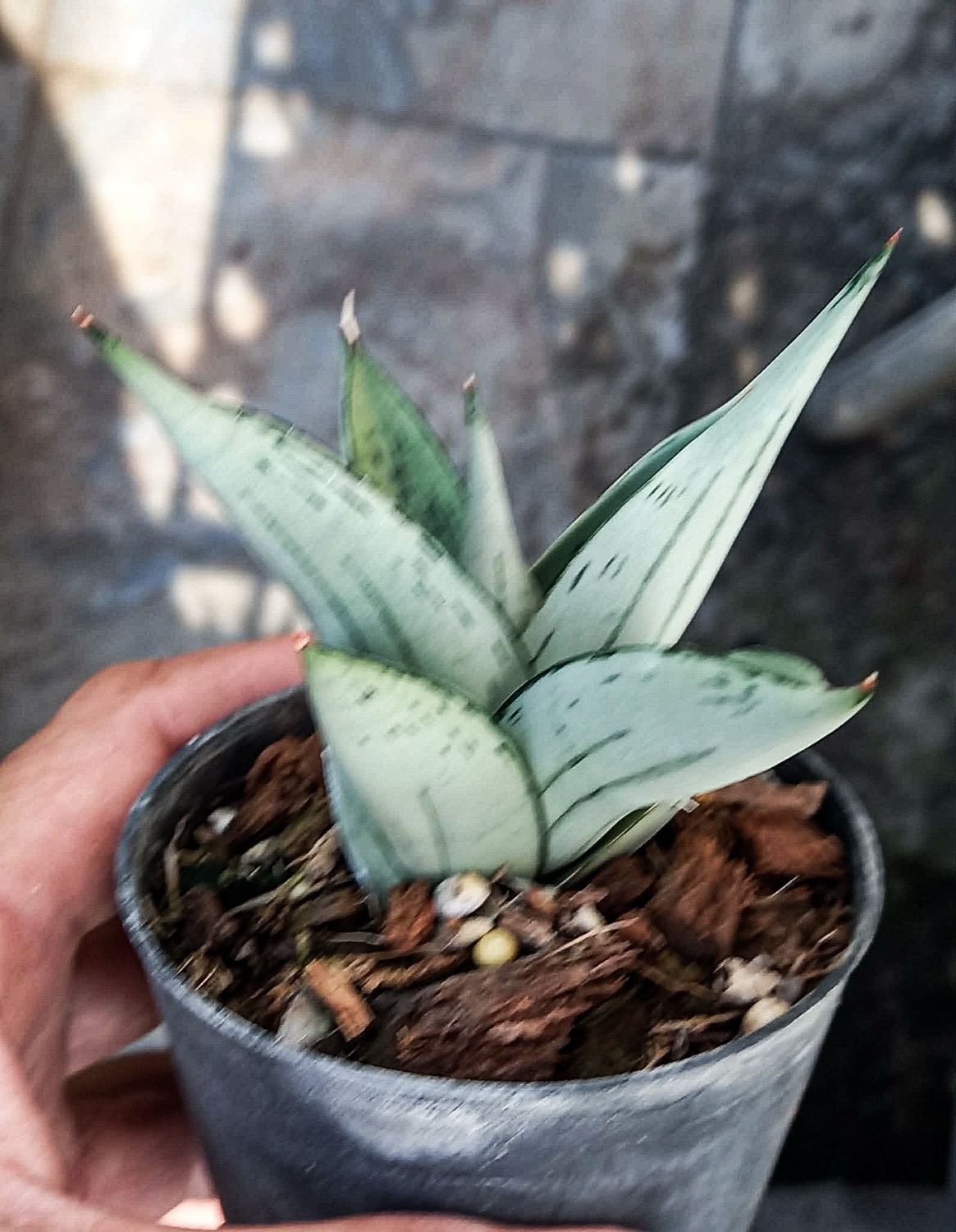 予約販売】サンセベリア(サンスベリア) シルバー スケール Sansevieria