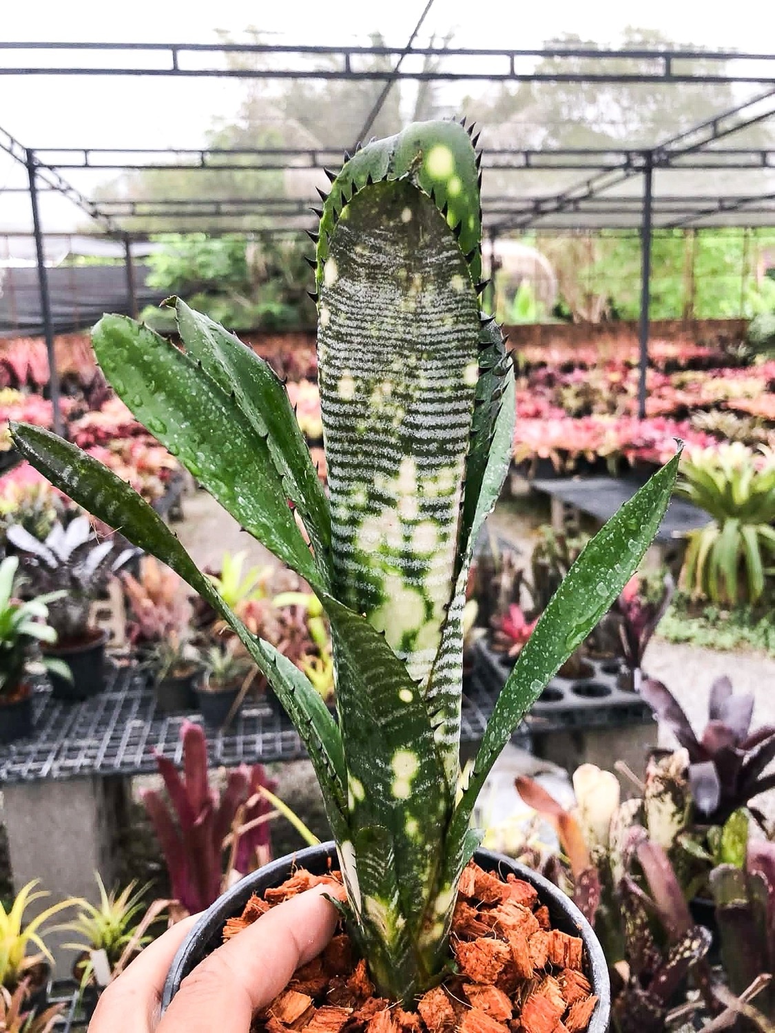 ビルベルギア バージニア｜Billbergia Virginia Otto タンクブロメリア
