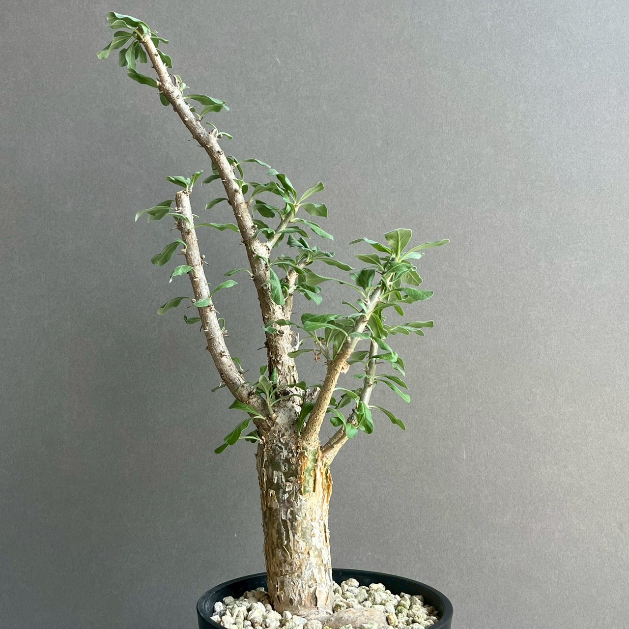 観葉植物 【現品】セサモタムナス・ブッセヌス 8号 7B番