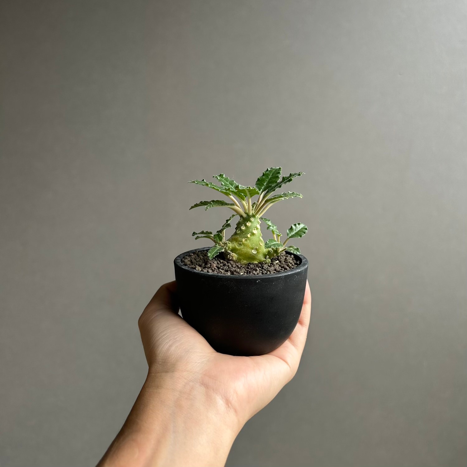 lavrani ドルステニア Dorstenia 実生苗｜雌雄異株の希少ドルステニア