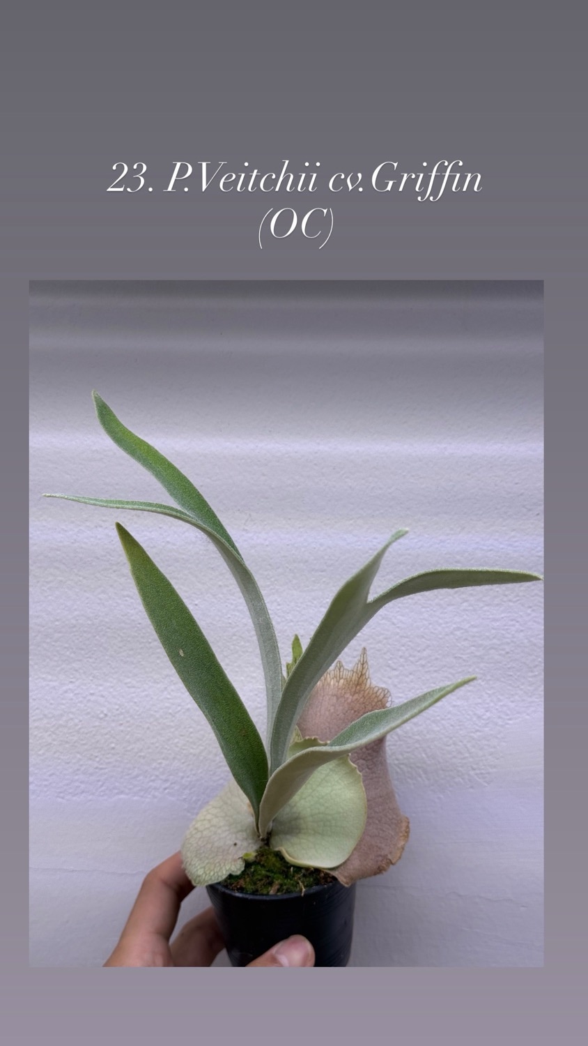 ビカクシダ ベイチー cv. グリフィン（子株）｜Platycerium veitchii