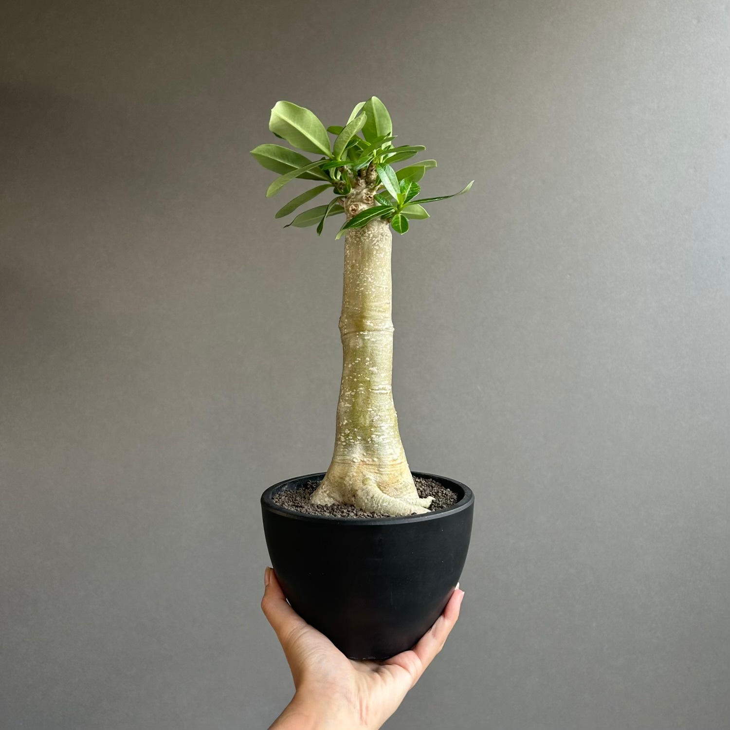アデニウム アラビカム “バオバブ スタイル”｜生産に手間がかかる希少