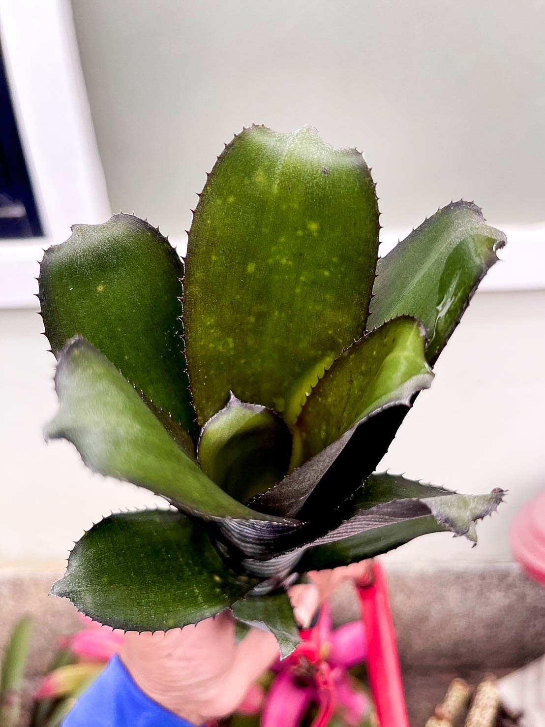 Billbergia 'Kolan Ring Of Life'｜ビルベルギアの一株｜SHOUCHIKU-EN