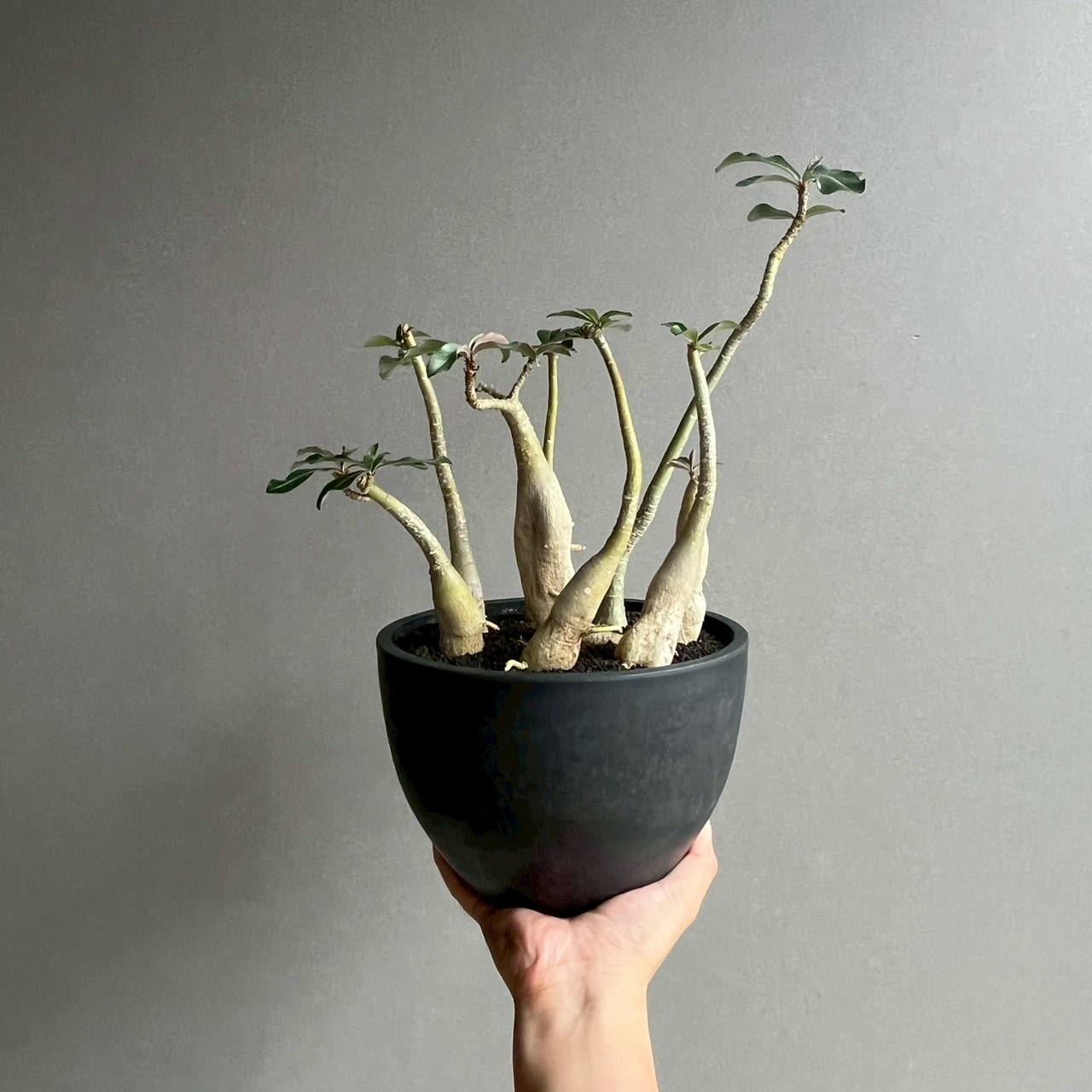 極上個体！アデニウム　ソコトラナム　メデューサ アデニウム ソコトラナム “選抜個体” Adenium socotranum“Select