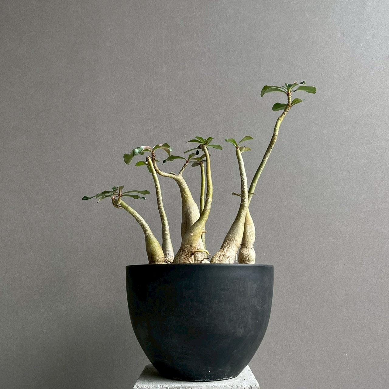 アデニウム ソコトラナム “選抜個体” Adenium socotranum“Select
