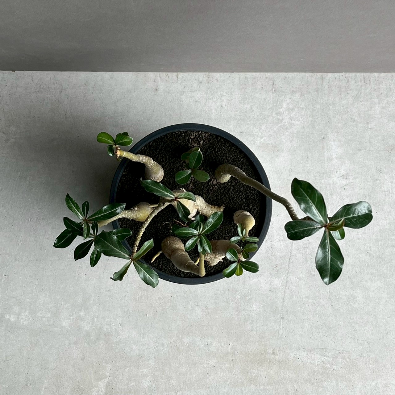 アデニウム ソコトラナム “選抜個体” Adenium socotranum“Select