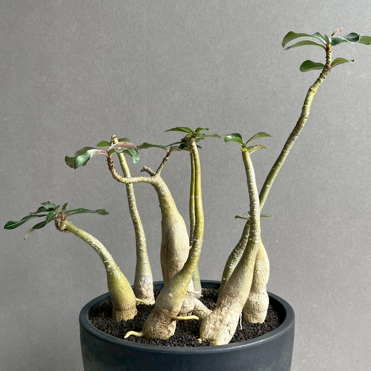 アデニウム ソコトラナム “選抜個体” Adenium socotranum“Select