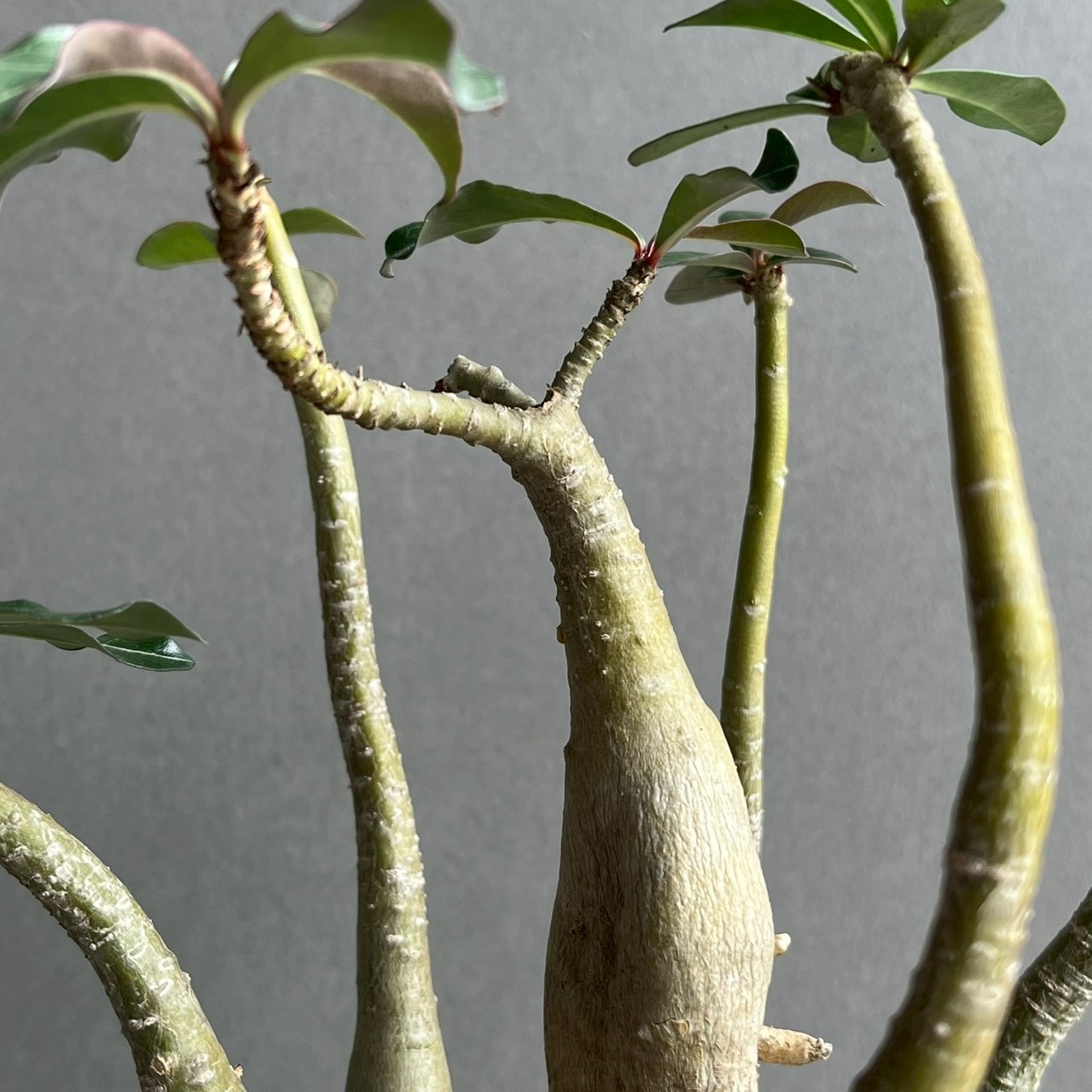 アデニウム ソコトラナム “選抜個体” Adenium socotranum“Select