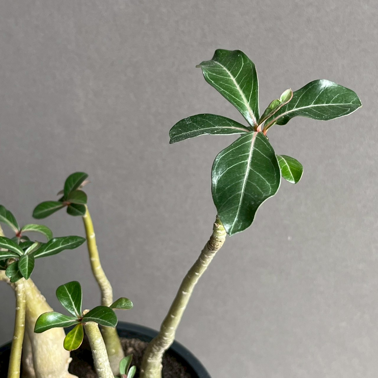 極上個体！アデニウム　ソコトラナム　メデューサ アデニウム ソコトラナム “選抜個体” Adenium socotranum“Select