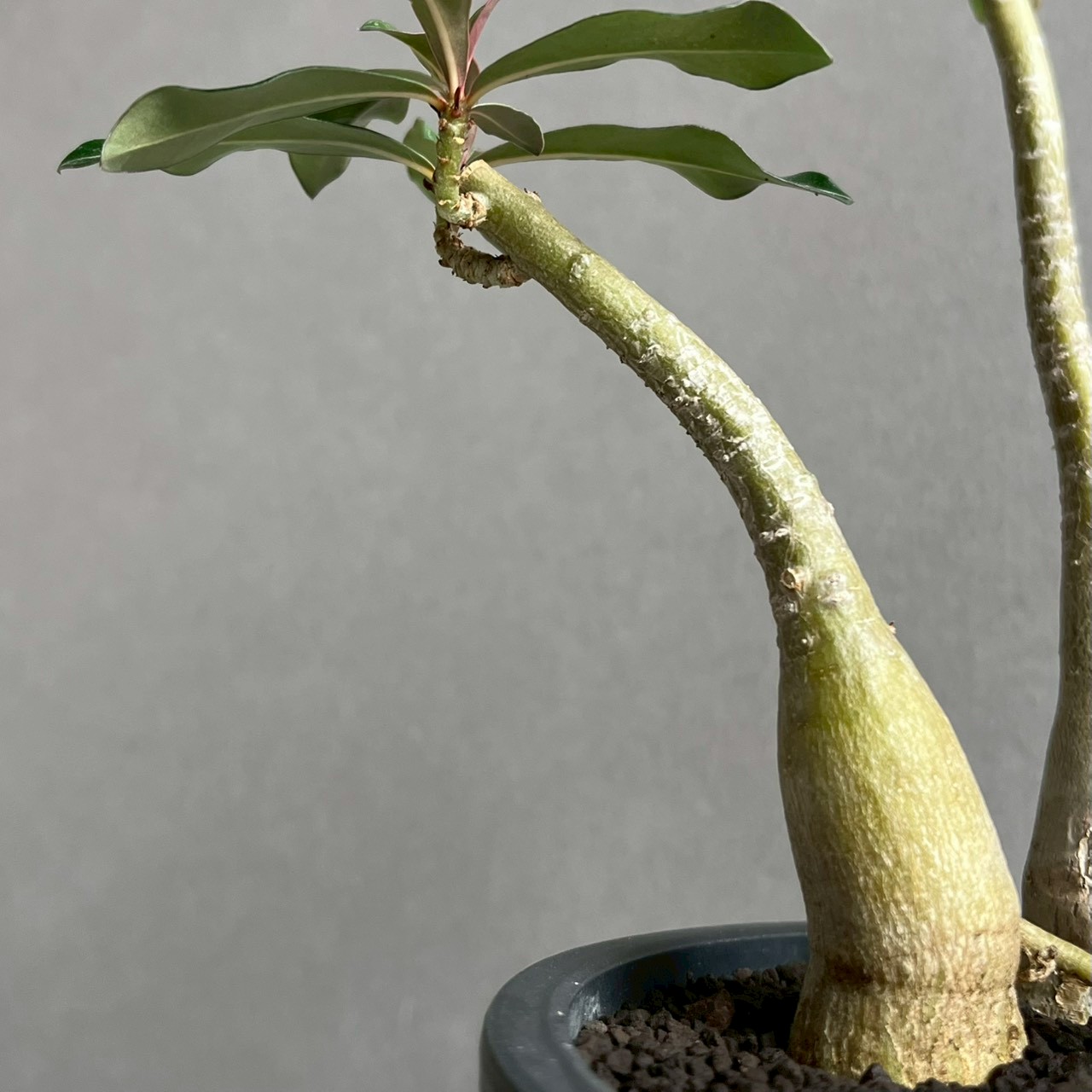 アデニウム ソコトラナム “選抜個体” Adenium socotranum“Select