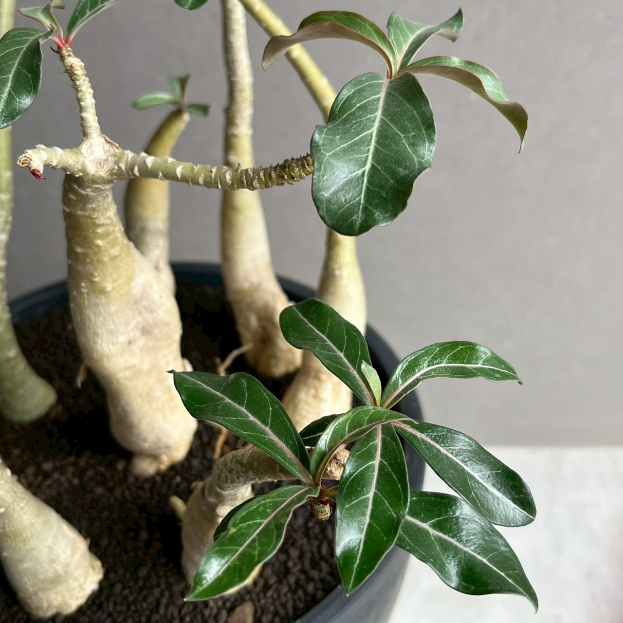 アデニウム ソコトラナム “選抜個体” Adenium socotranum“Select