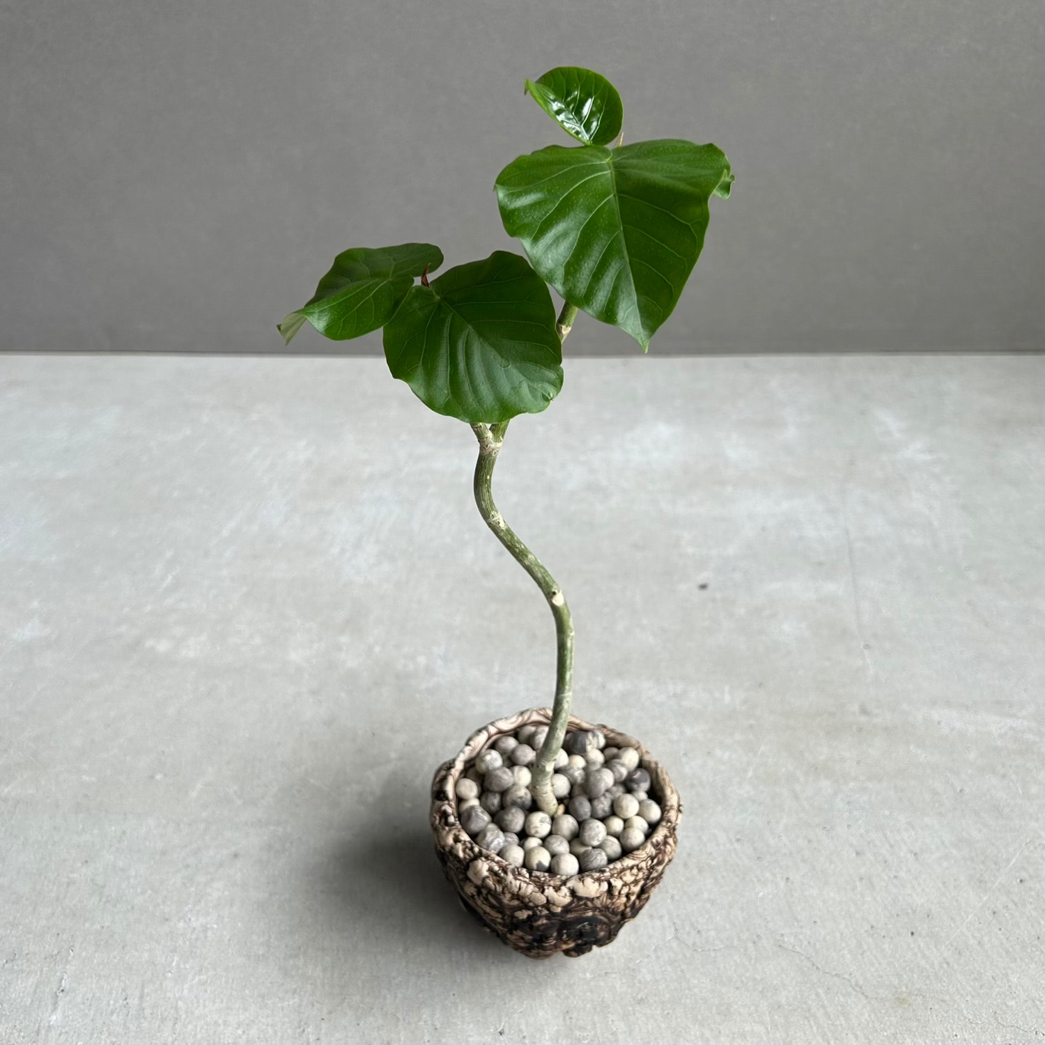 フィカス ウンベラータ カービング × plantsmonsters Pot｜曲線美を