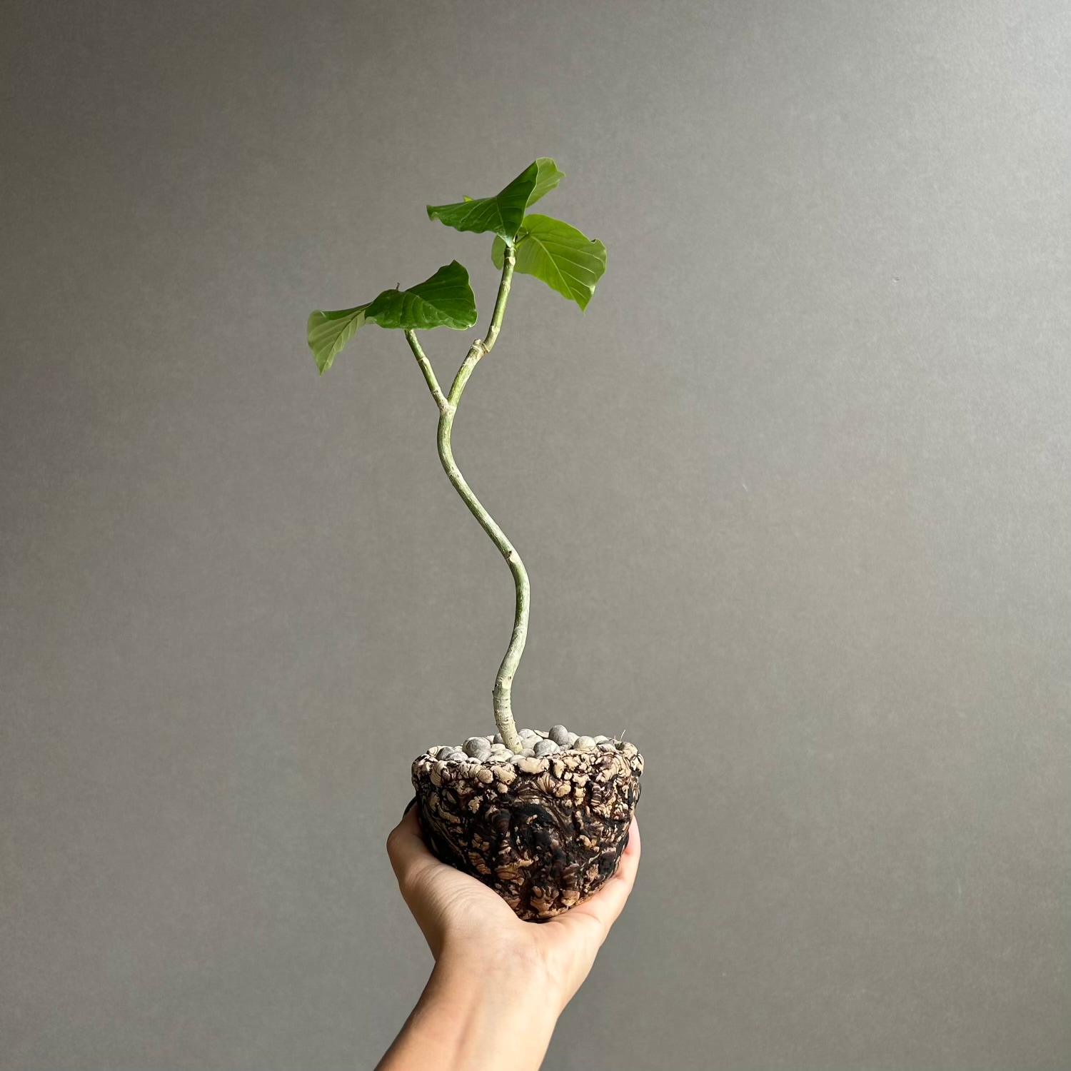 フィカス ウンベラータ カービング × plantsmonsters Pot｜曲線美を
