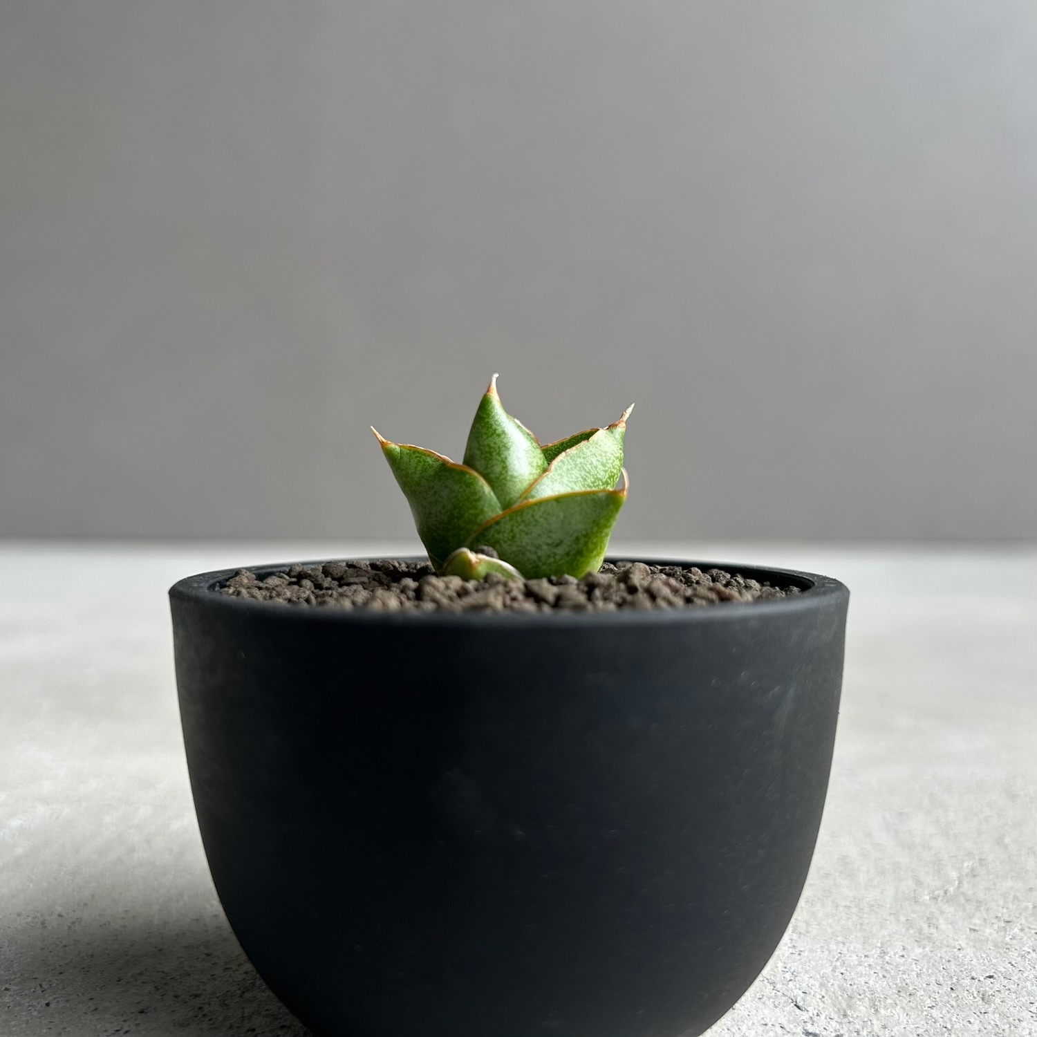 サンセベリア サンラック｜Sansevieria San Luk｜アンヤマニーガーデン