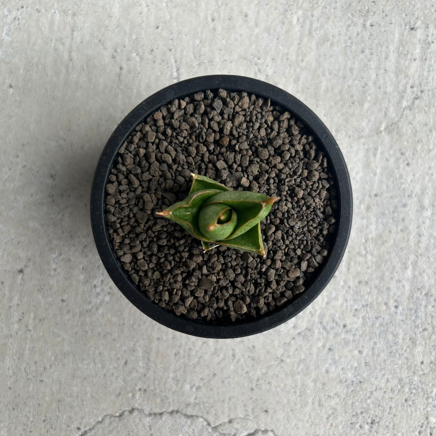 サンセベリア(サンスベリア) サンラック｜Sansevieria San Luk｜アンヤ