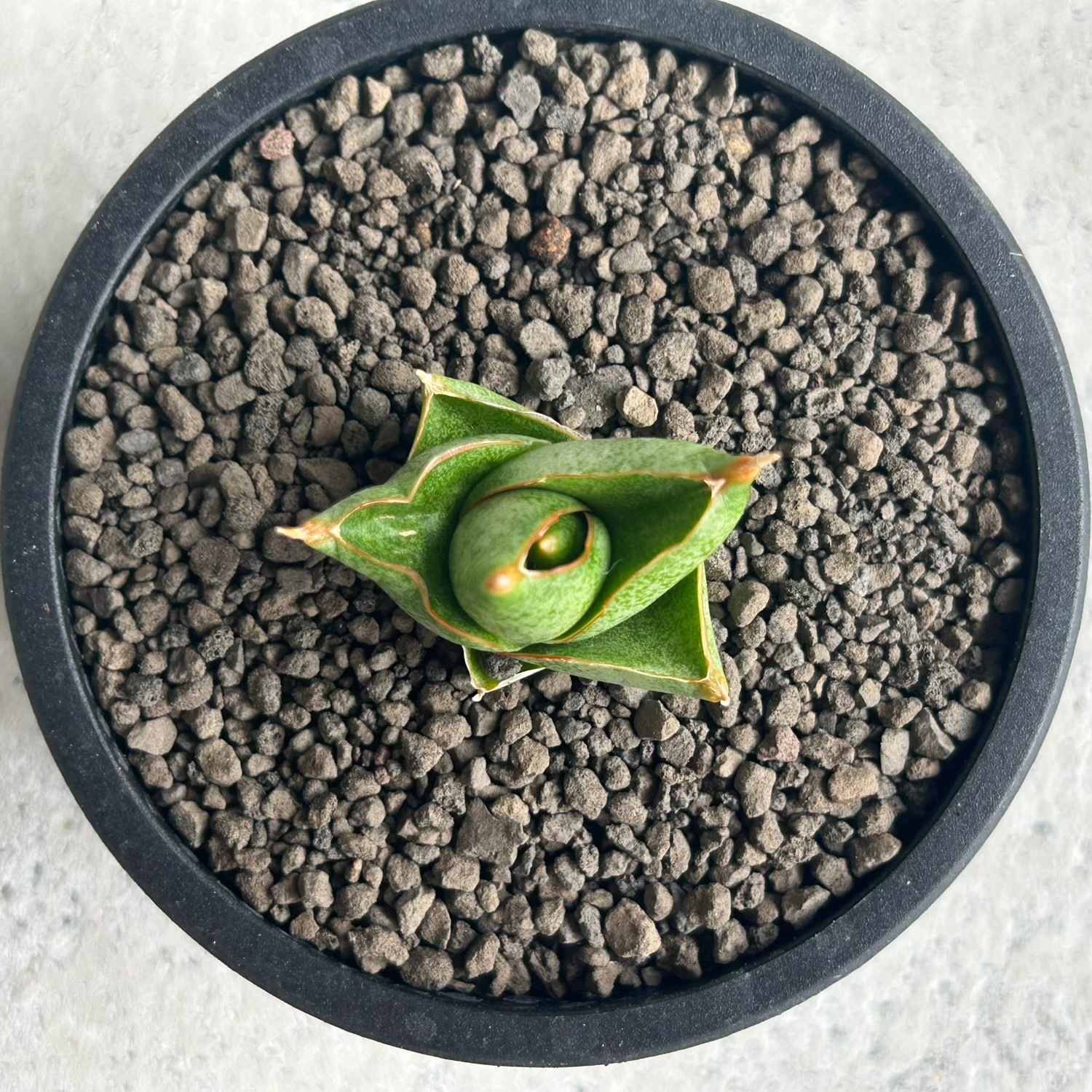 サンセベリア サンラック｜Sansevieria San Luk｜アンヤマニーガーデン