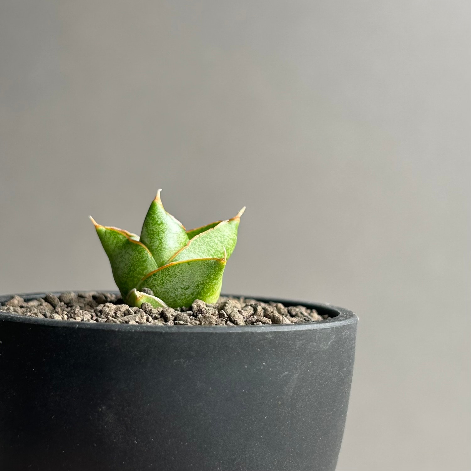 サンセベリア(サンスベリア) サンラック｜Sansevieria San Luk｜アンヤ